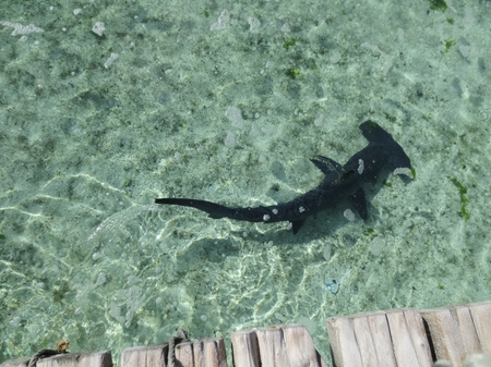 shark_800-thumb-450x337-180051.jpg