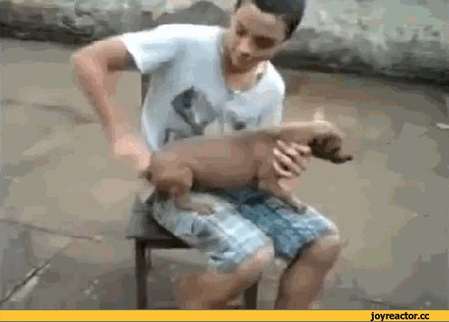__dog.gif