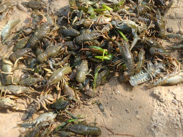 dsc04469.jpg